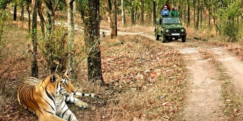 Explore wilderness in India’s top national parks